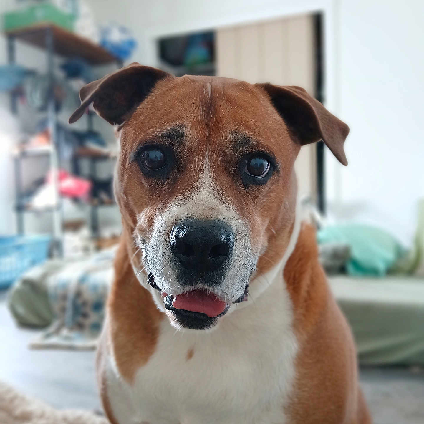 Angelino is registered to the contest to win money with this photo: background, bed, blanket, brown, closeup, cozy, dog, ears, eyes, face, fur, home, indoor, mouth, nose, pet, shelf, sitting, tongue, white