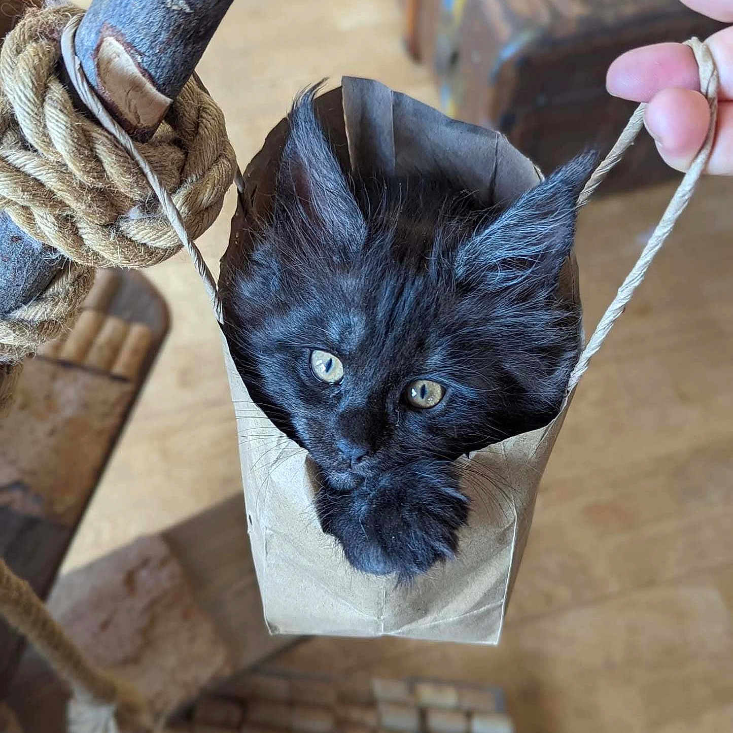 Udon Des Coonkitsune