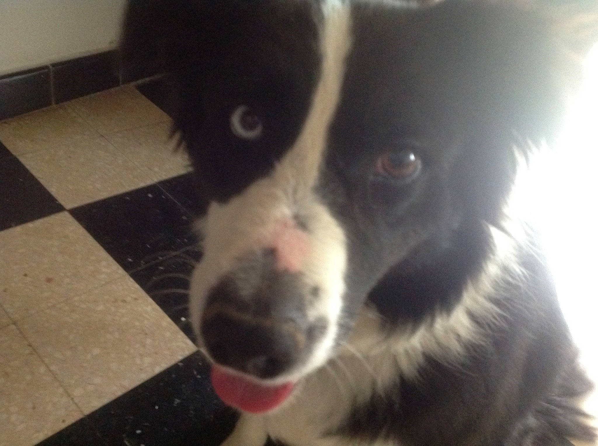 Jade a rejoint le concours — aidez-le/la à gagner de superbes lots ! borador, border_collie, canidae, carnivore, companion_dog, dog, dog_breed, ear, eye, flooring, fur, herding_dog, mammal, mcnab, non_sporting_group, sporting_group, toy_dog, whiskers, working_animal, working_dog