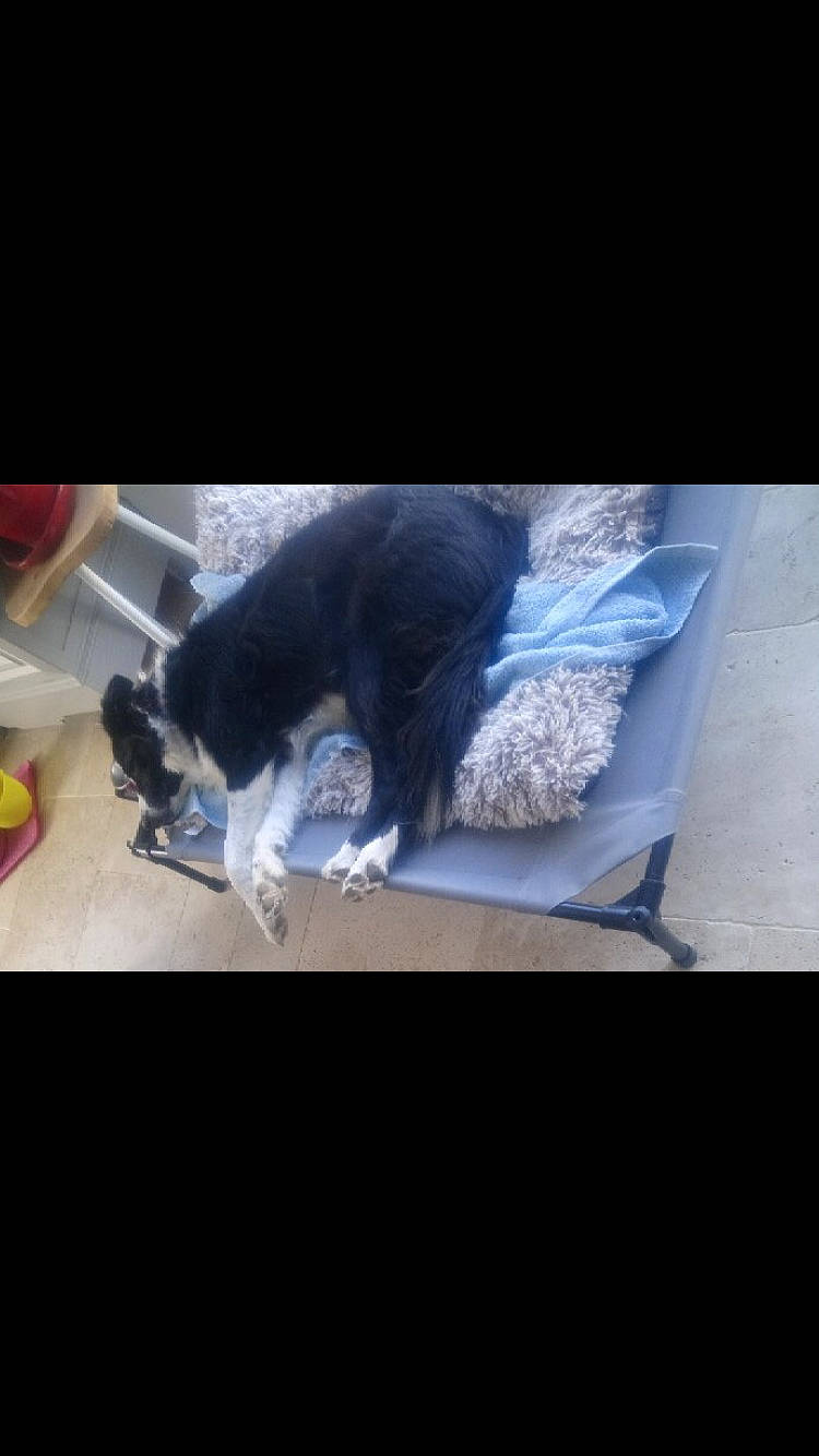 Jade participe au concours pour gagner de l'argent avec cette photo : canidae, carnivore, cat, cloud, comfort, companion_dog, darkness, dog_breed, electric_blue, felidae, floor, flooring, fur, photo_caption, room, small_to_medium_sized_cats, square, tail, tints_and_shades, whiskers