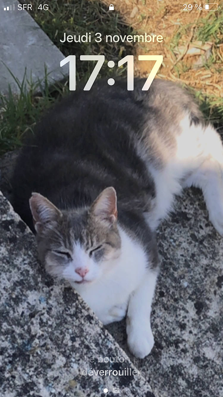 Grisou a rejoint le concours — aidez-le/la à gagner de superbes lots ! carnivore, cat, domestic_short_haired_cat, eye, felidae, fur, grass, organism, paw, photo_caption, plant, sitting, small_to_medium_sized_cats, snout, tail, terrestrial_animal, tree, whiskers