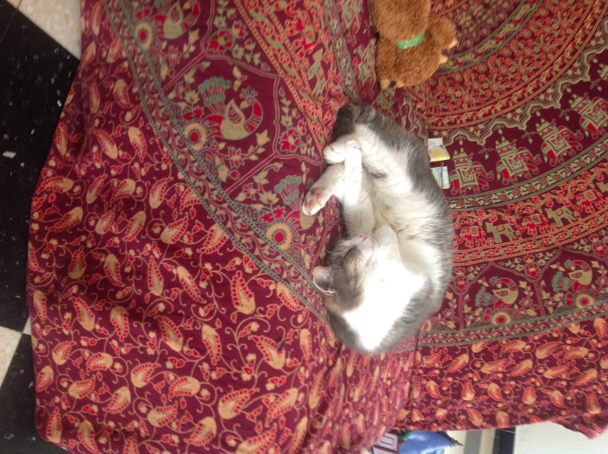 Grisou participe au concours pour gagner de l'argent avec cette photo : brown, canidae, carnivore, cat, companion_dog, dog_breed, domestic_short_haired_cat, fawn, felidae, flooring, fur, pattern, room, small_to_medium_sized_cats, sporting_group, tail, textile, tree, whiskers, wood