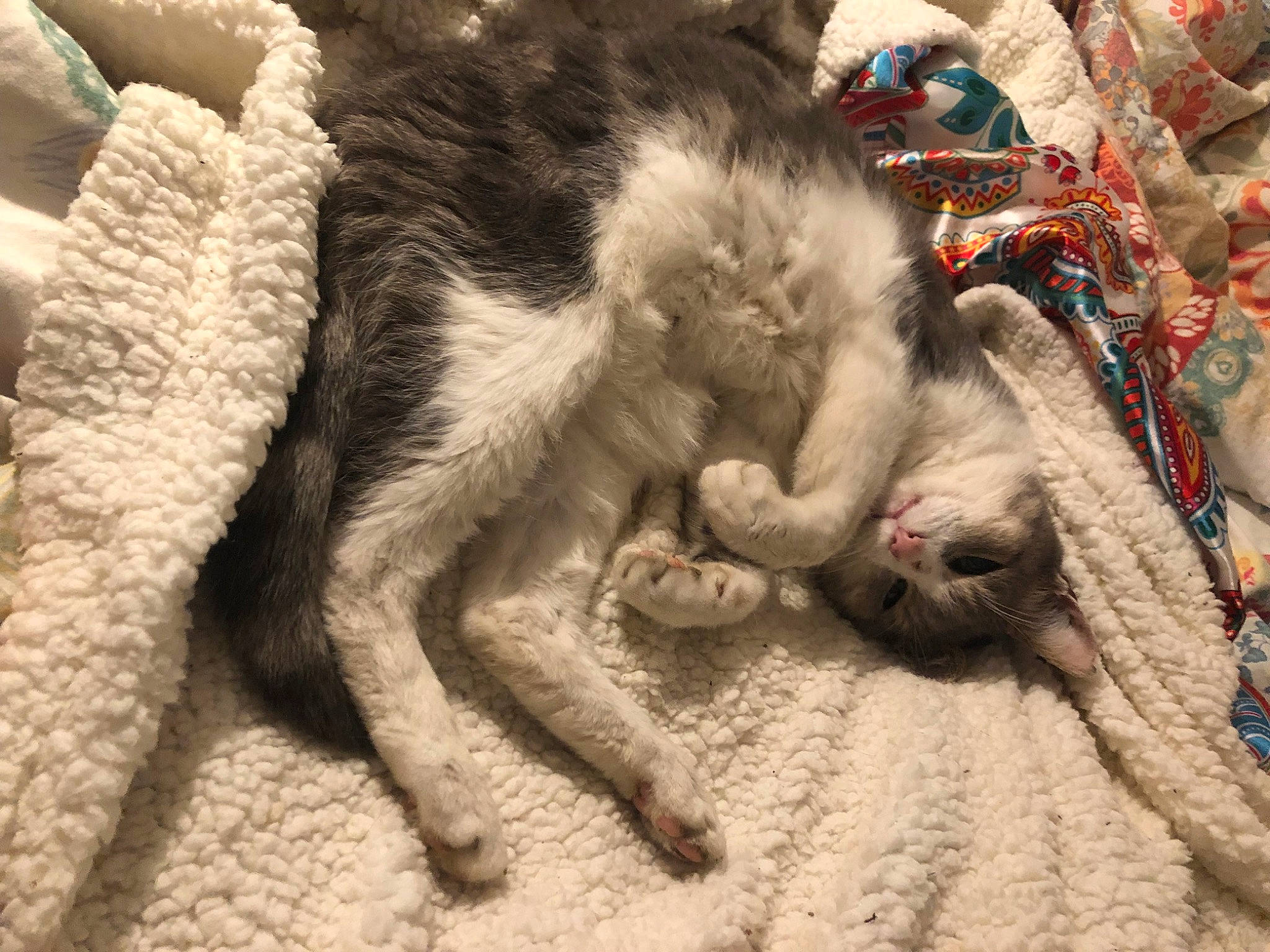 Grisou a rejoint le concours — aidez-le/la à gagner de superbes lots ! art, carnivore, cat, claw, comfort, domestic_short_haired_cat, fawn, felidae, fur, linens, nap, paw, small_to_medium_sized_cats, snout, tail, terrestrial_animal, thread, whiskers, wildlife, wool