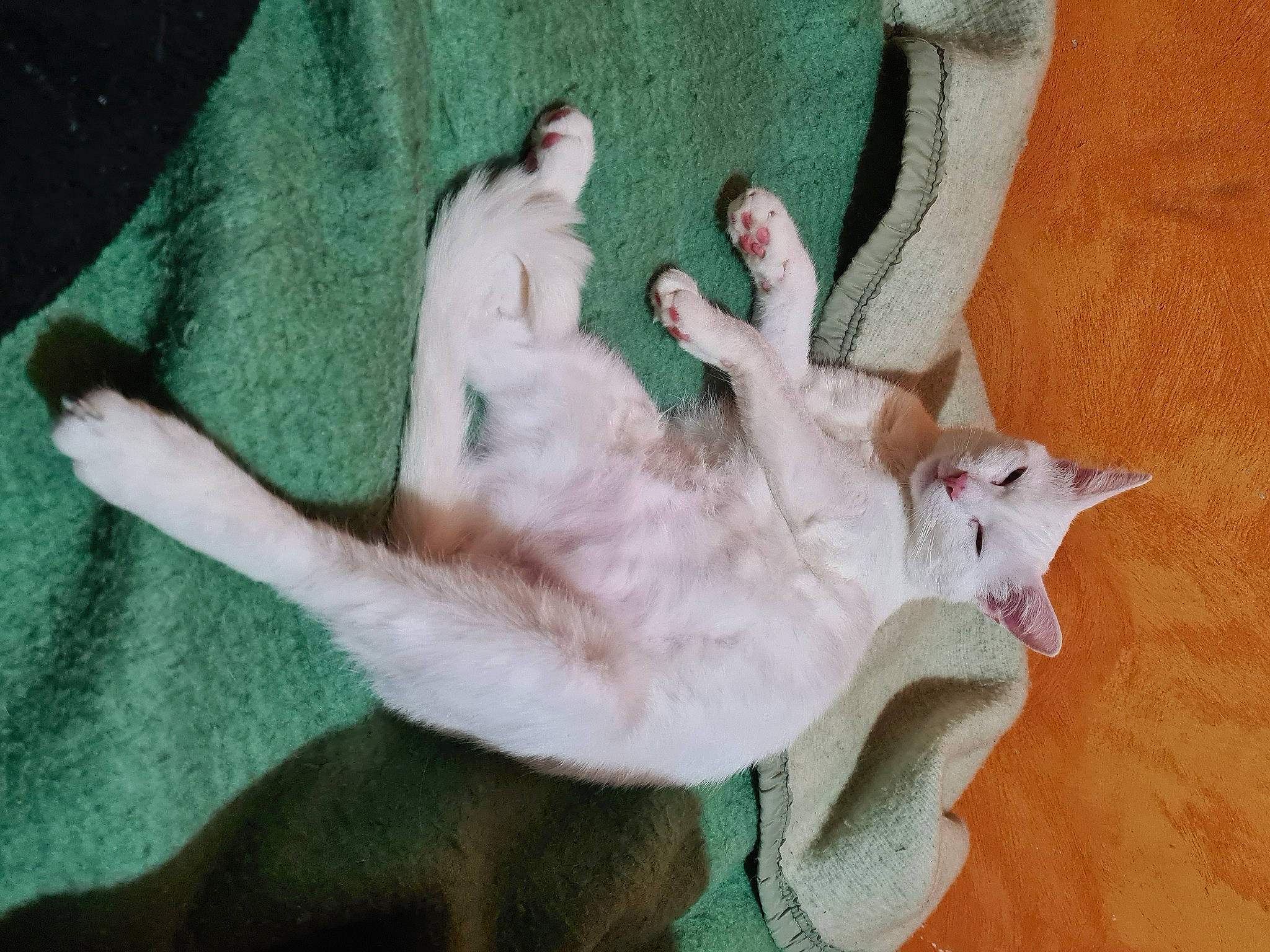 Flocon a rejoint le concours — aidez-le/la à gagner de superbes lots ! bed, canidae, carnivore, cat, cat_bed, claw, comfort, companion_dog, dog_breed, domestic_short_haired_cat, fawn, felidae, fur, linens, paw, remote_control, small_to_medium_sized_cats, sporting_group, tail, whiskers