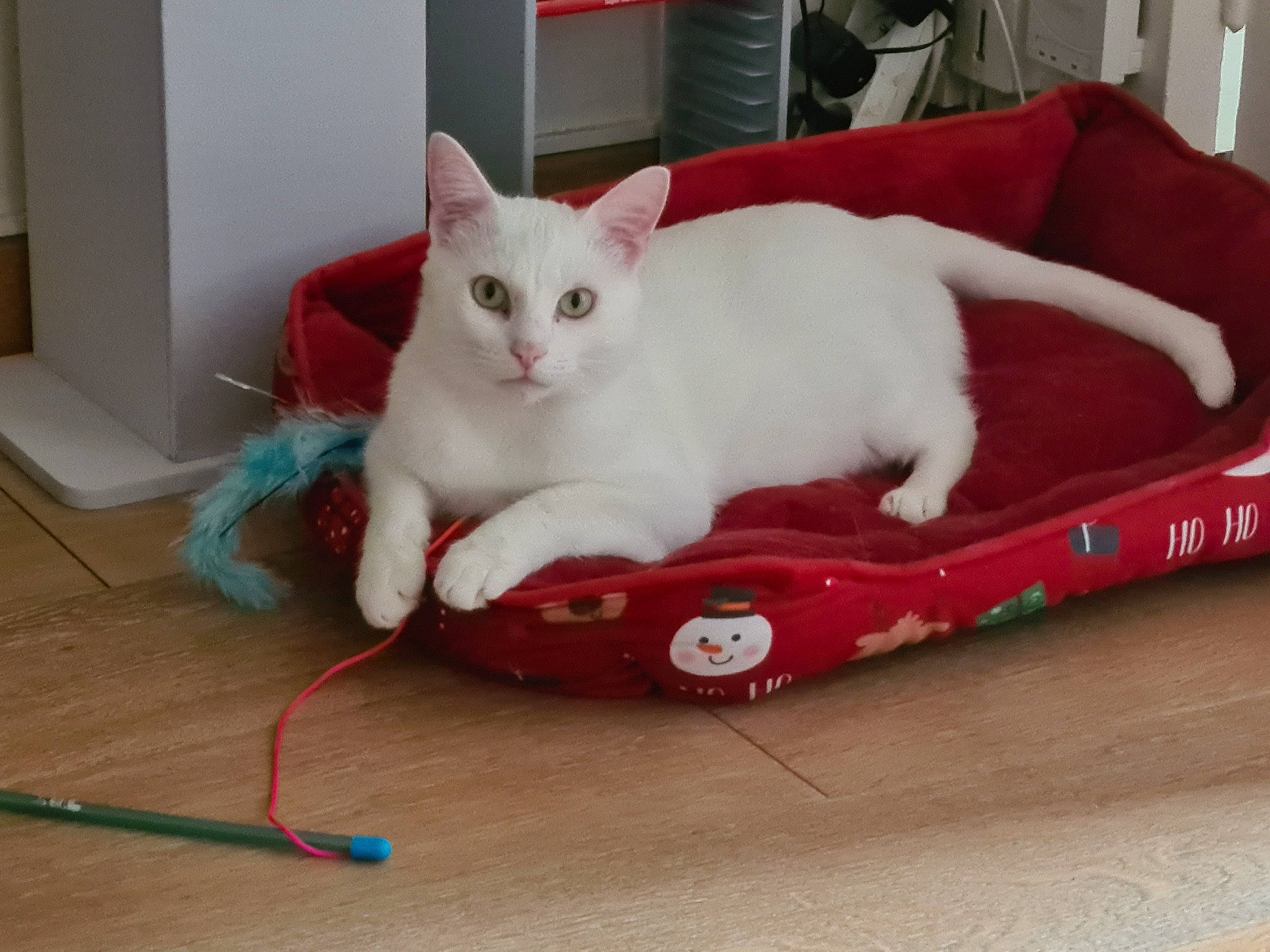 Flocon participe au concours pour gagner de l'argent avec cette photo : carmine, carnivore, cat, cat_supply, comfort, domestic_short_haired_cat, fawn, felidae, flooring, foot, fur, hardwood, home_appliance, paw, pet_supply, sitting, small_to_medium_sized_cats, snout, tail, whiskers