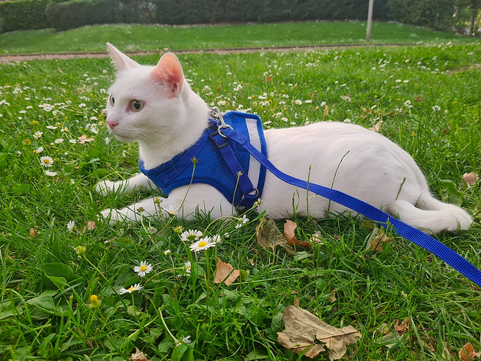 Flocon a rejoint le concours — aidez-le/la à gagner de superbes lots ! carnivore, cat, domestic_short_haired_cat, electric_blue, fawn, felidae, flower, grass, grass_family, grassland, groundcover, lawn, meadow, plant, shrub, small_to_medium_sized_cats, snout, tail, tree, whiskers