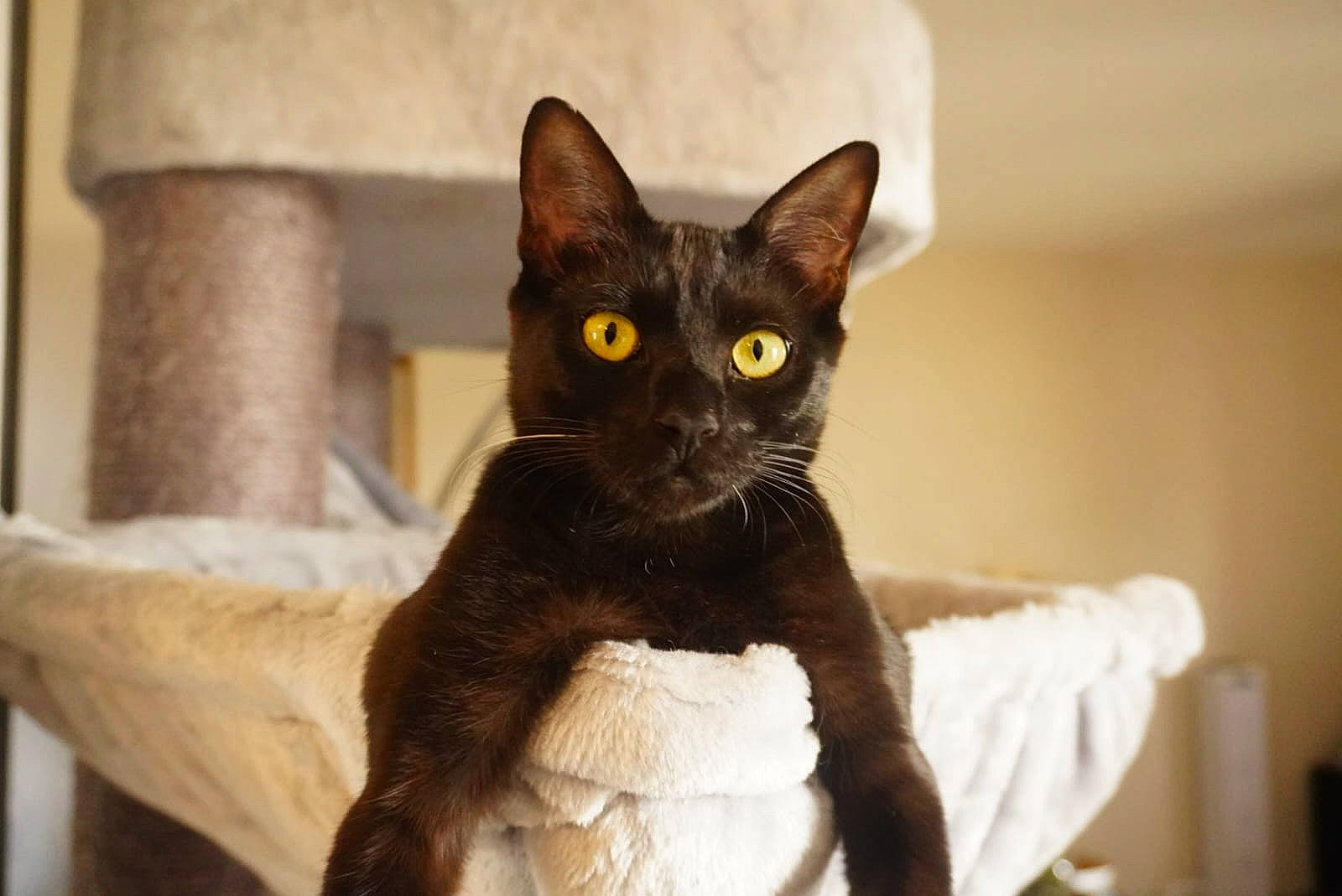 Shiva participe au concours pour gagner de l'argent avec cette photo : black_cat, bombay, carnivore, cat, domestic_short_haired_cat, eye, fawn, felidae, fur, havana_brown, head, pet_supply, small_to_medium_sized_cats, snout, tail, terrestrial_animal, whiskers, working_animal