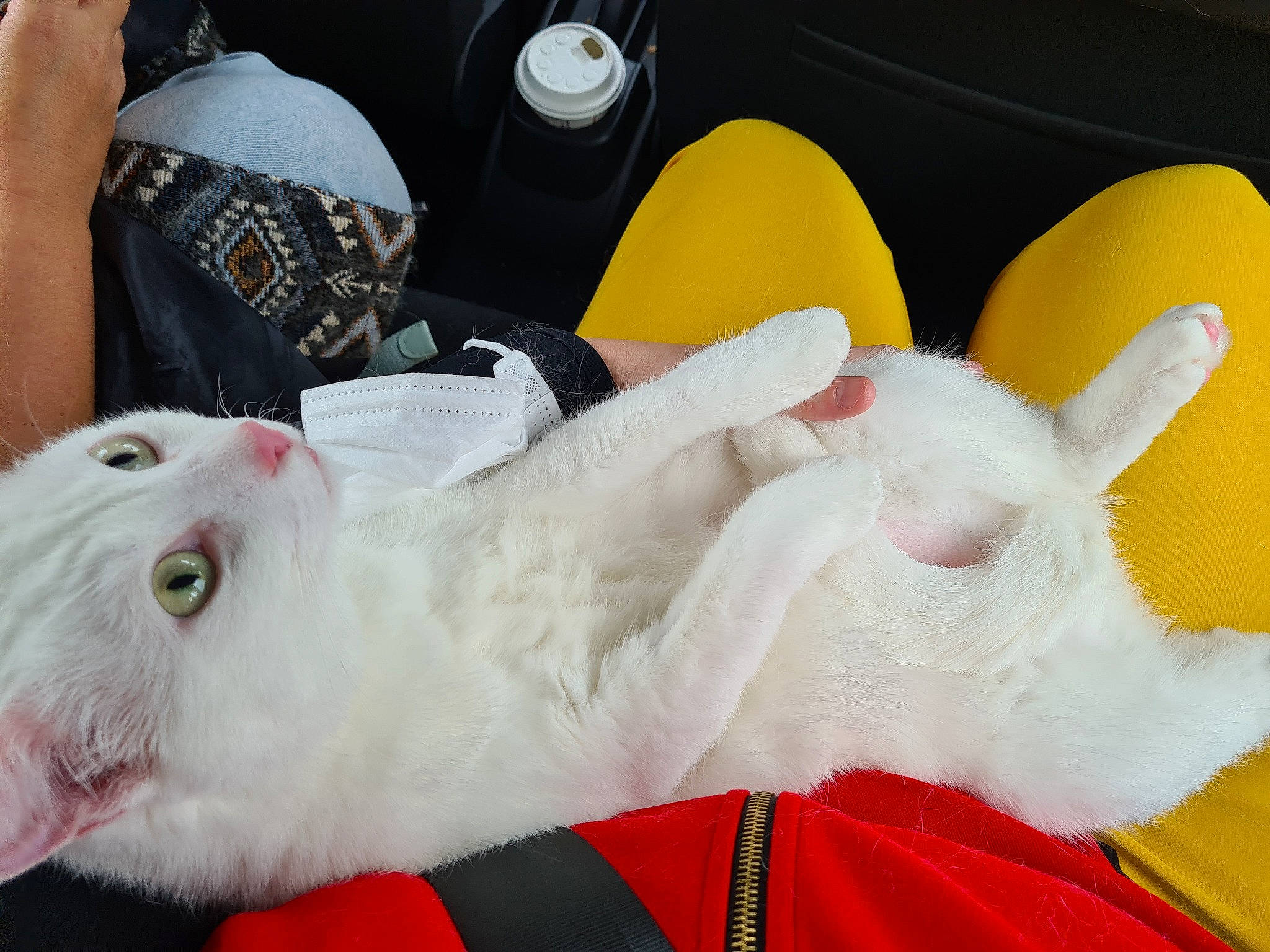 Flocon a rejoint le concours — aidez-le/la à gagner de superbes lots ! bed, canidae, carnivore, cat, claw, comfort, companion_dog, felidae, fur, mechanical_fan, paw, plush, small_to_medium_sized_cats, snout, stuffed_toy, tail, textile, toy, whiskers, white