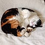 cat, calico, sleeping, curled_up, pet, animal, feline, cozy, blanket, white, paw, cute, resting, fur, domestic_animal, indoor, relaxed, soft, napping, peaceful