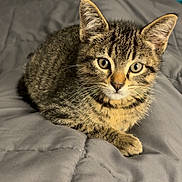 Smokey joined the competition — help win amazing prizes! cat, kitten, tabby, animal, pet, fur, whiskers, ears, eyes, face, portrait, sitting, bed, blanket, bedroom, dresser, indoor, brown, gray, cute
