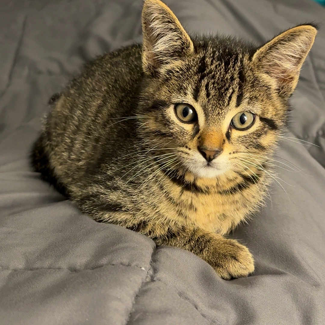 Smokey joined the competition — help win amazing prizes! cat, kitten, tabby, animal, pet, fur, whiskers, ears, eyes, face, portrait, sitting, bed, blanket, bedroom, dresser, indoor, brown, gray, cute