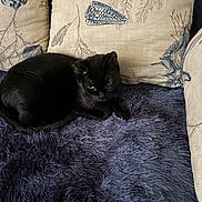 Booboo is registered to the contest to win money with this photo: black_cat, cat, fluffy_rug, purple_rug, cushion, beige_cushion, seashell_pattern, seaweed_pattern, indoor, pet, animal, resting, fur, whiskers, curled_up, cozy, soft_texture, feline, relaxed, home