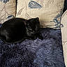 black_cat, cat, fluffy_rug, purple_rug, cushion, beige_cushion, seashell_pattern, seaweed_pattern, indoor, pet, animal, resting, fur, whiskers, curled_up, cozy, soft_texture, feline, relaxed, home