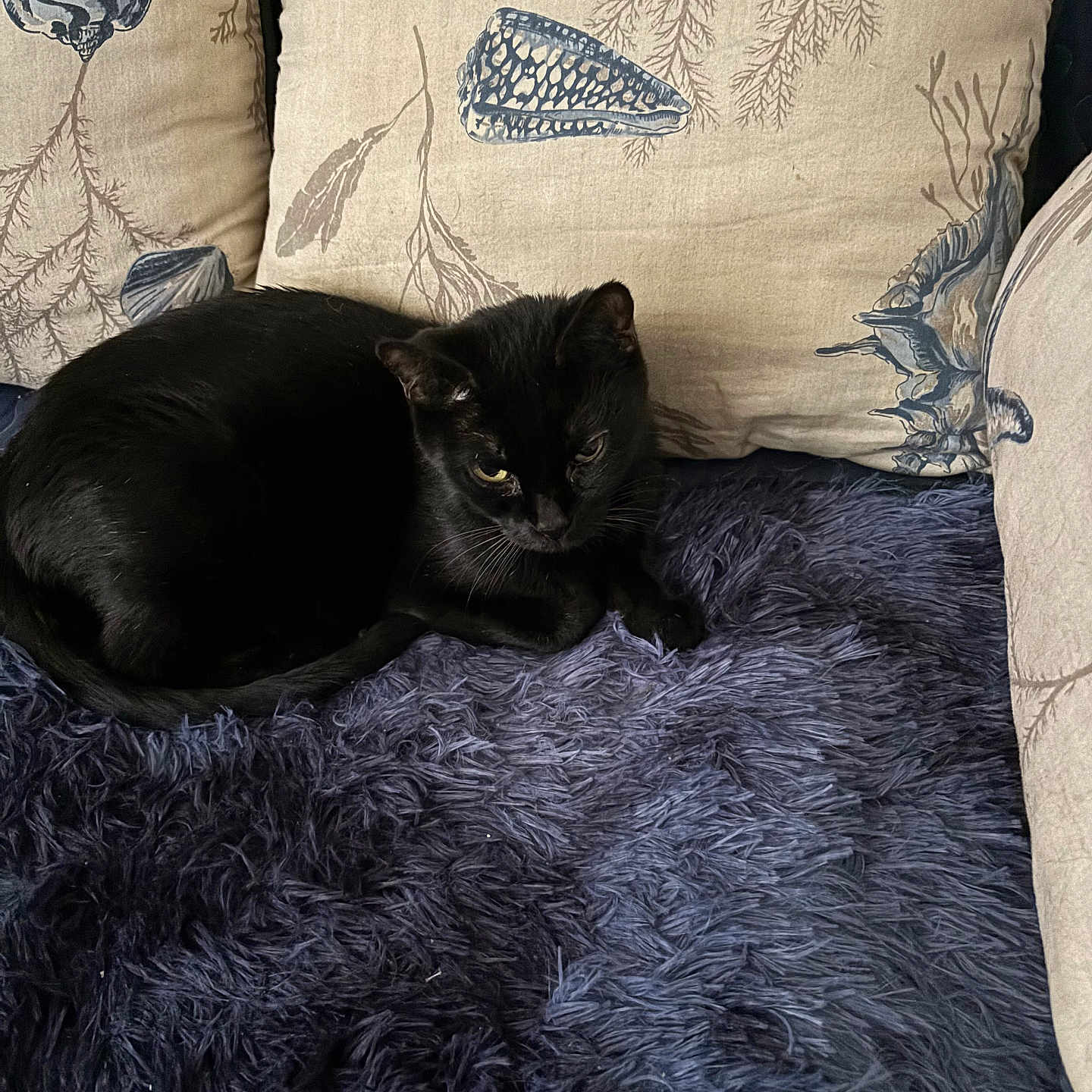 Booboo is registered to the contest to win money with this photo: black_cat, cat, fluffy_rug, purple_rug, cushion, beige_cushion, seashell_pattern, seaweed_pattern, indoor, pet, animal, resting, fur, whiskers, curled_up, cozy, soft_texture, feline, relaxed, home