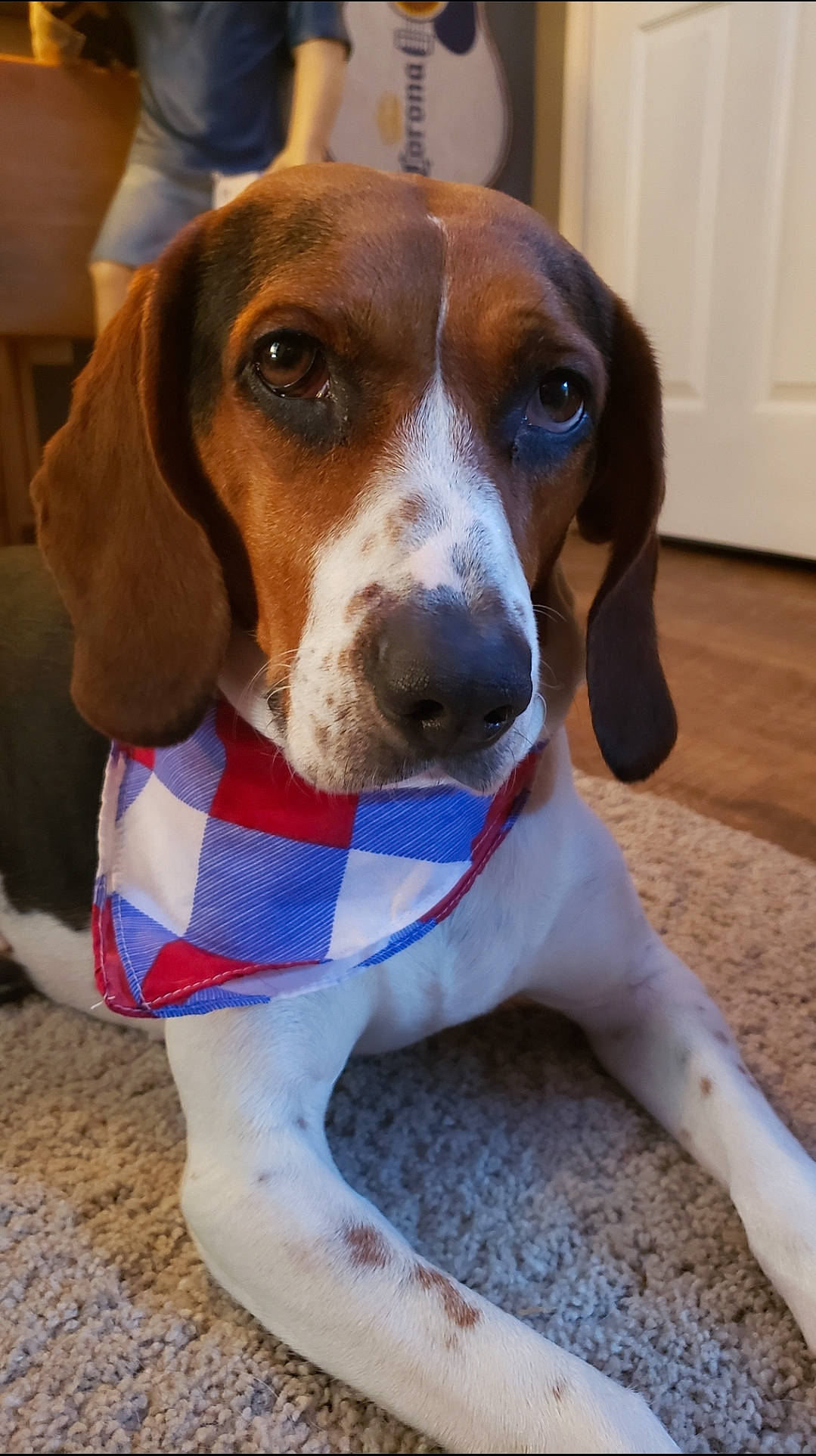 June joined the competition — help win amazing prizes! carnivore, collar, companion_dog, dog, dog_breed, dog_supply, hound, hunting_dog, liver, pet_supply, scent_hound, snout, sporting_group, whiskers, working_animal