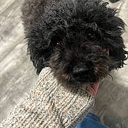 Trixie is registered to the contest to win money with this photo: animal, black_dog, closeup, companion, cozy, curly_fur, cute, dog, domestic, floor, footwear, furry, hand, indoor, jeans, pet, portrait, resting, soft_focus, sweater
