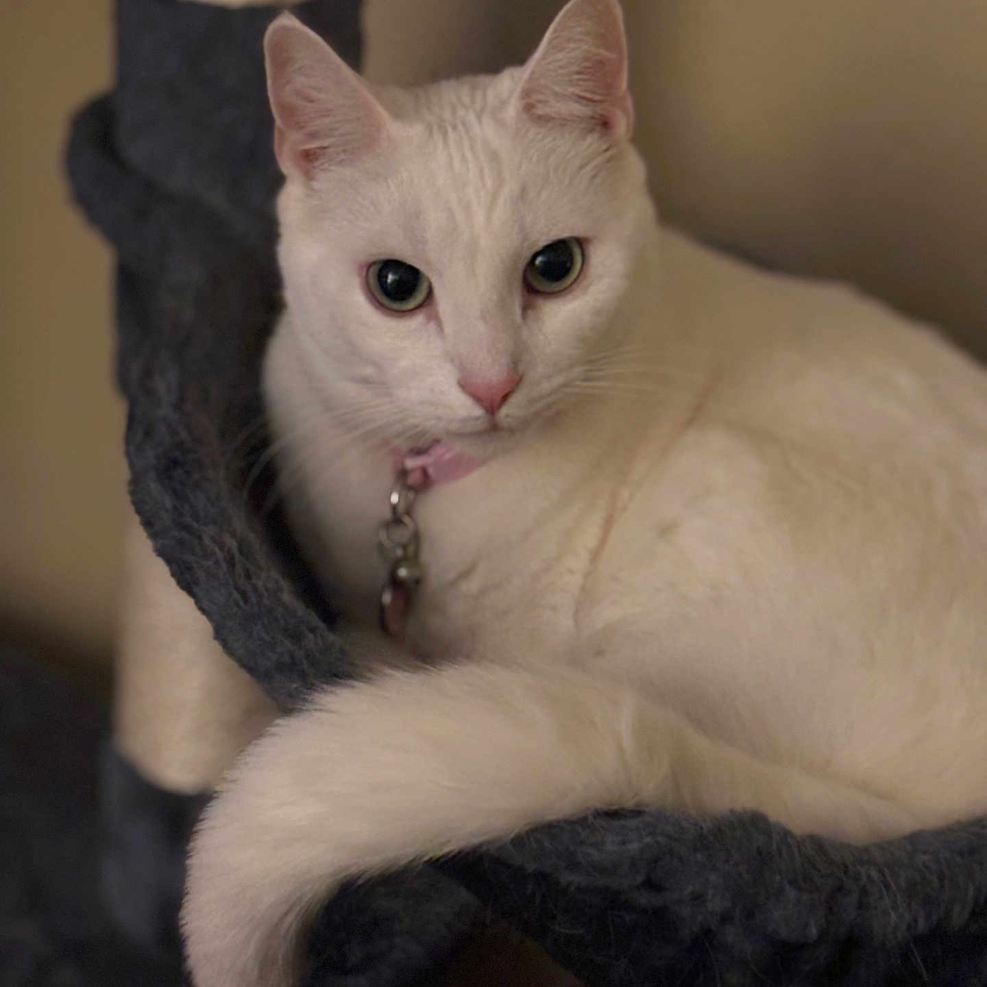 Callie is registered to the contest to win money with this photo: animal, bed, cat, closeup, collar, cozy, cute, domestic_cat, ears, feline, fur, indoor, pet, portrait, relaxed, resting, soft, tail, whiskers, white_cat