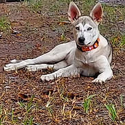 Snowey is registered to the contest to win money with this photo: alert, animal, calm, canine, closeup, daylight, dog, garden, grass, ground, lawn, lying_down, orange_collar, outdoor, pet, pointed_ears, portrait, sitting, white_dog, yard