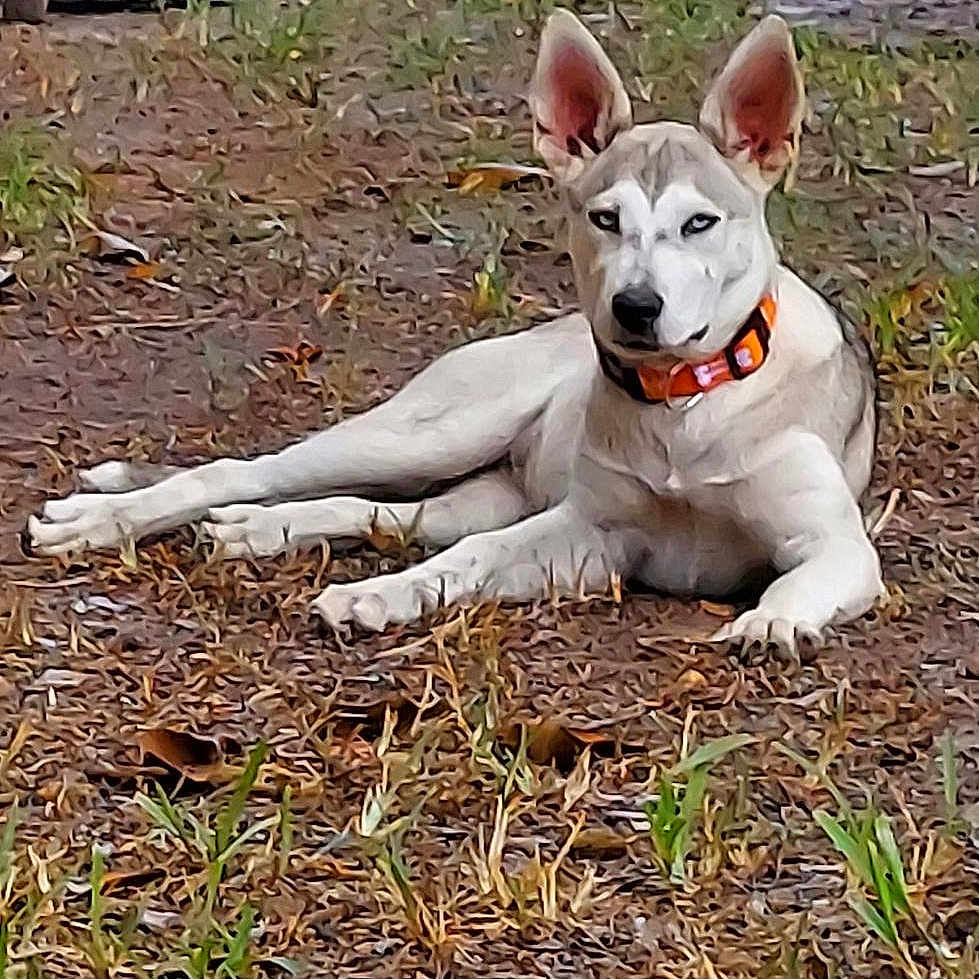 Snowey