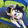 dog, blue_eyes, black_and_white, fluffy, yellow_harness, pet_bed, outdoor, grass, tongue_out, happy, canine, resting, summer, sunny, animal, cute, playful, relaxed, pet, nature