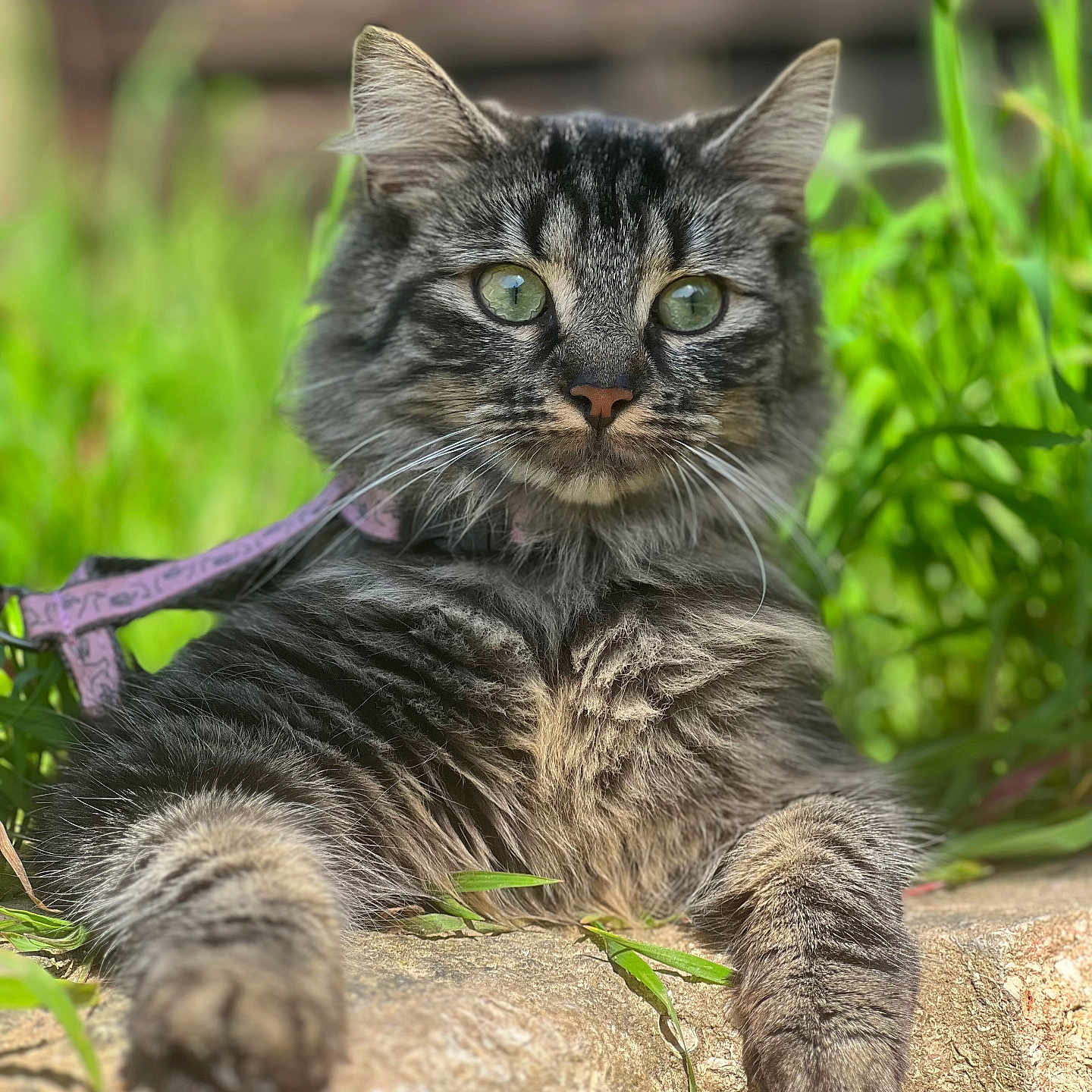 Stella participe au concours pour gagner de l'argent avec cette photo : animal, cat, closeup, cute, daylight, domestic_cat, fluffy, fur, grass, green_eyes, leisure, mammal, nature, outdoor, pet, portrait, relaxed, stone, tabby, whiskers