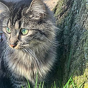 Stella participe au concours pour gagner de l'argent avec cette photo : cat, tabby_cat, green_eyes, fluffy_fur, tree_trunk, grass, outdoor, sunlight, nature, whiskers, animal, pet, mammal, close_up, curious, feline, portrait, daylight, young_cat, fur_texture