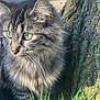 cat, tabby_cat, green_eyes, fluffy_fur, tree_trunk, grass, outdoor, sunlight, nature, whiskers, animal, pet, mammal, close_up, curious, feline, portrait, daylight, young_cat, fur_texture