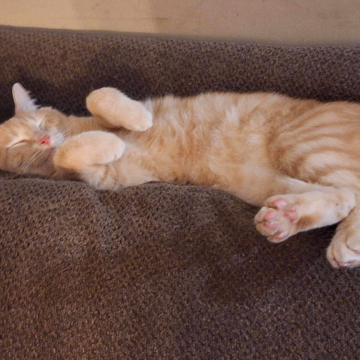 Milo joined the competition — help win amazing prizes! animal, blanket, cat, cozy, cute, domestic_cat, feline, fur, ginger_cat, indoor, laid_back, paws, pet, pink_nose, relaxed, resting, sleeping, soft, texture, whiskers