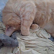 Milo is registered to the contest to win money with this photo: cat, orange_cat, sleeping, paw, fur, cozy, blanket, fabric, indoor, resting, cute, pet, animal, mammal, whiskers, ear, soft, relaxing, closeup, domestic_cat