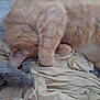 cat, orange_cat, sleeping, paw, fur, cozy, blanket, fabric, indoor, resting, cute, pet, animal, mammal, whiskers, ear, soft, relaxing, closeup, domestic_cat
