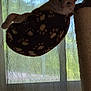 Milo is registered to the contest to win money with this photo: cat, orange_cat, hammock, scratching_post, indoor, window, curtain, paw_print_pattern, pet, relaxing, feline, cozy, home, daylight, animal, resting, fur, cute, mammal, domestic