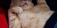 Milo joined the competition — help win amazing prizes! cat, orange_tabby, fluffy, pet, sleeping, relaxed, paw, mouth_open, whiskers, feline, indoor, cute, animal, fur, close_up, resting, cozy, domestic_cat, mammal, tabby