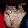 cat, orange_tabby, fluffy, pet, sleeping, relaxed, paw, mouth_open, whiskers, feline, indoor, cute, animal, fur, close_up, resting, cozy, domestic_cat, mammal, tabby