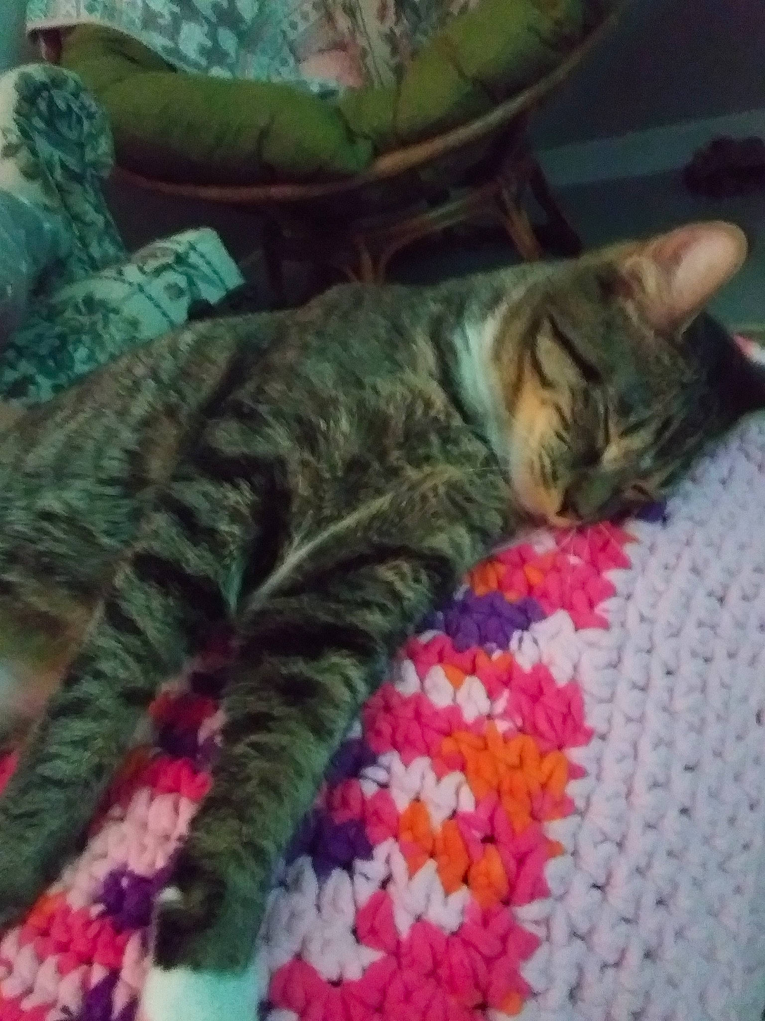 Miss Mittens The Slasher joined the competition — help win amazing prizes! bed, bed_sheet, bedtime, blanket, carnivore, cat, couch, european_shorthair, felidae, fur, furniture, kitten, linens, nap, quilt, sleep, small_to_medium_sized_cats, tabby_cat, textile, whiskers