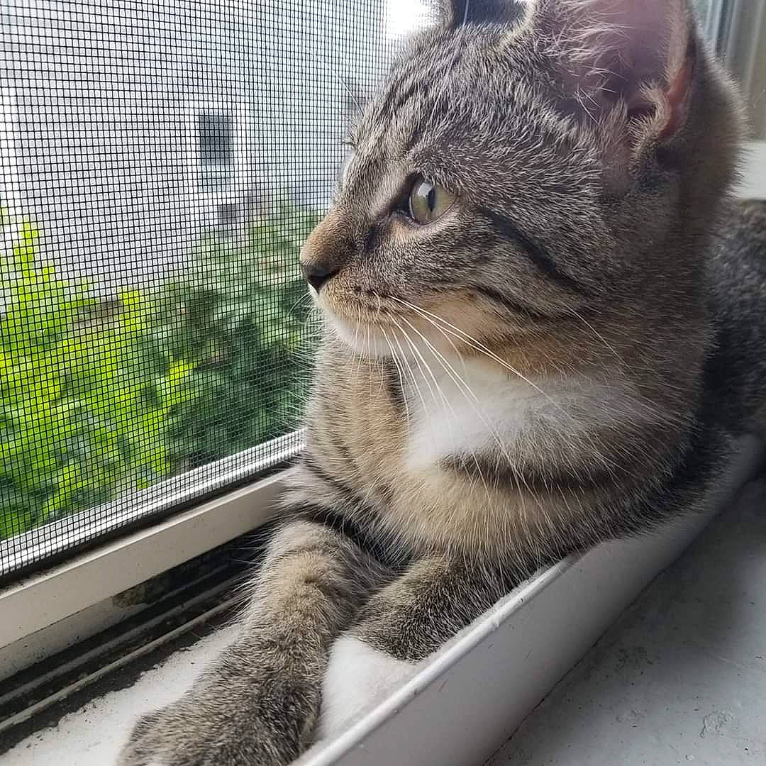 Miss Mittens The Slasher is registered to the contest to win money with this photo: aegean_cat, american_shorthair, american_wirehair, asian, australian_mist, california_spangled, carnivore, cat, domestic_short_haired_cat, dragon_li, european_shorthair, felidae, mammal, small_to_medium_sized_cats, snout, tabby_cat, vertebrate, whiskers, wild_cat, window