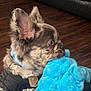 Jordan is registered to the contest to win money with this photo: dog, puppy, small_dog, chihuahua, brindle_coat, long_ears, blue_plush, plush_toy, chewing, jersey, raiders_jersey, nfl_logo, collar, indoor, hardwood_floor, couch, closeup, portrait, fur_texture, pet