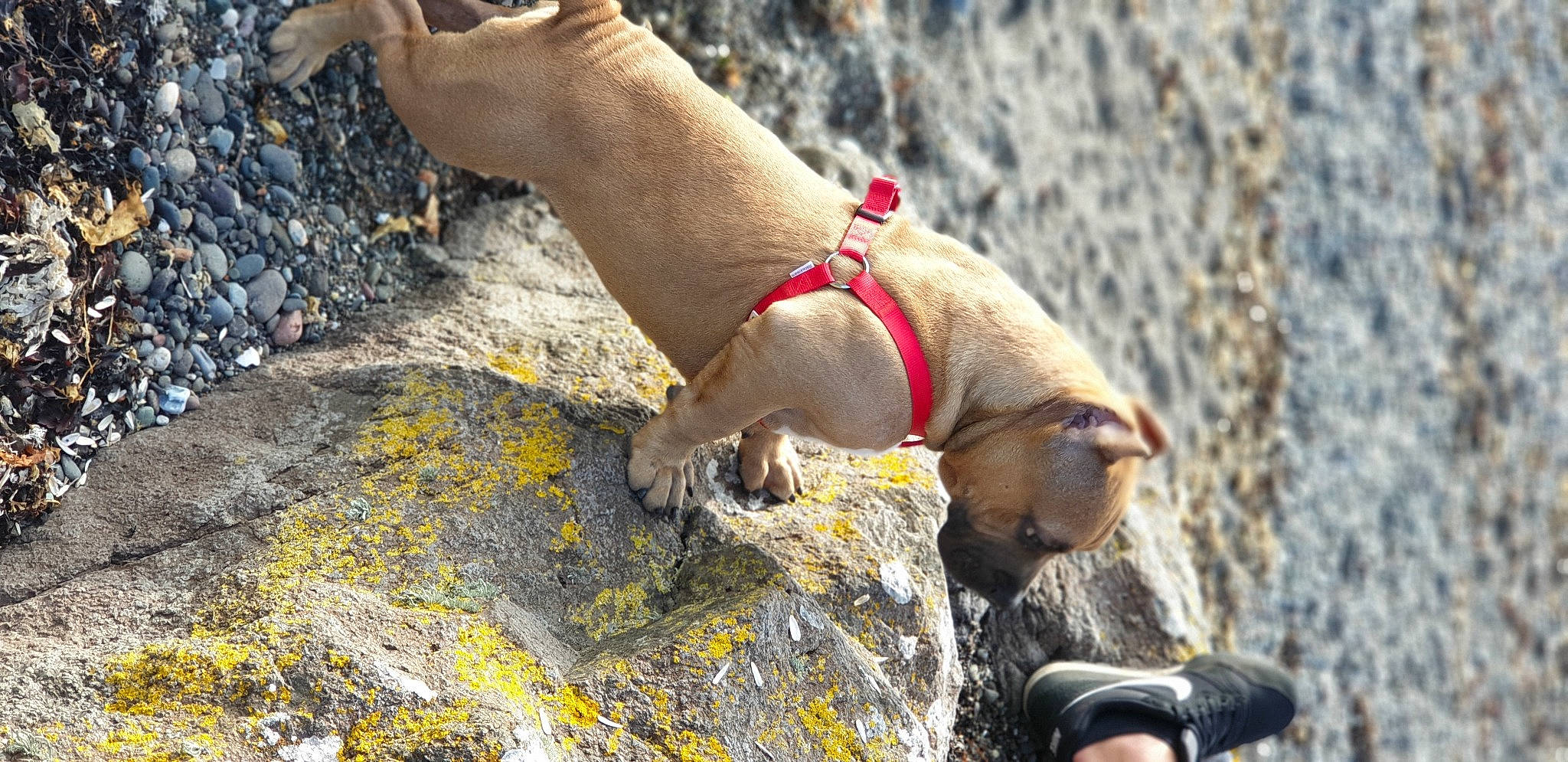 Goliath joined the competition — help win amazing prizes! canidae, carnivore, dog, dog_breed, fawn, non_sporting_group, pug, snout