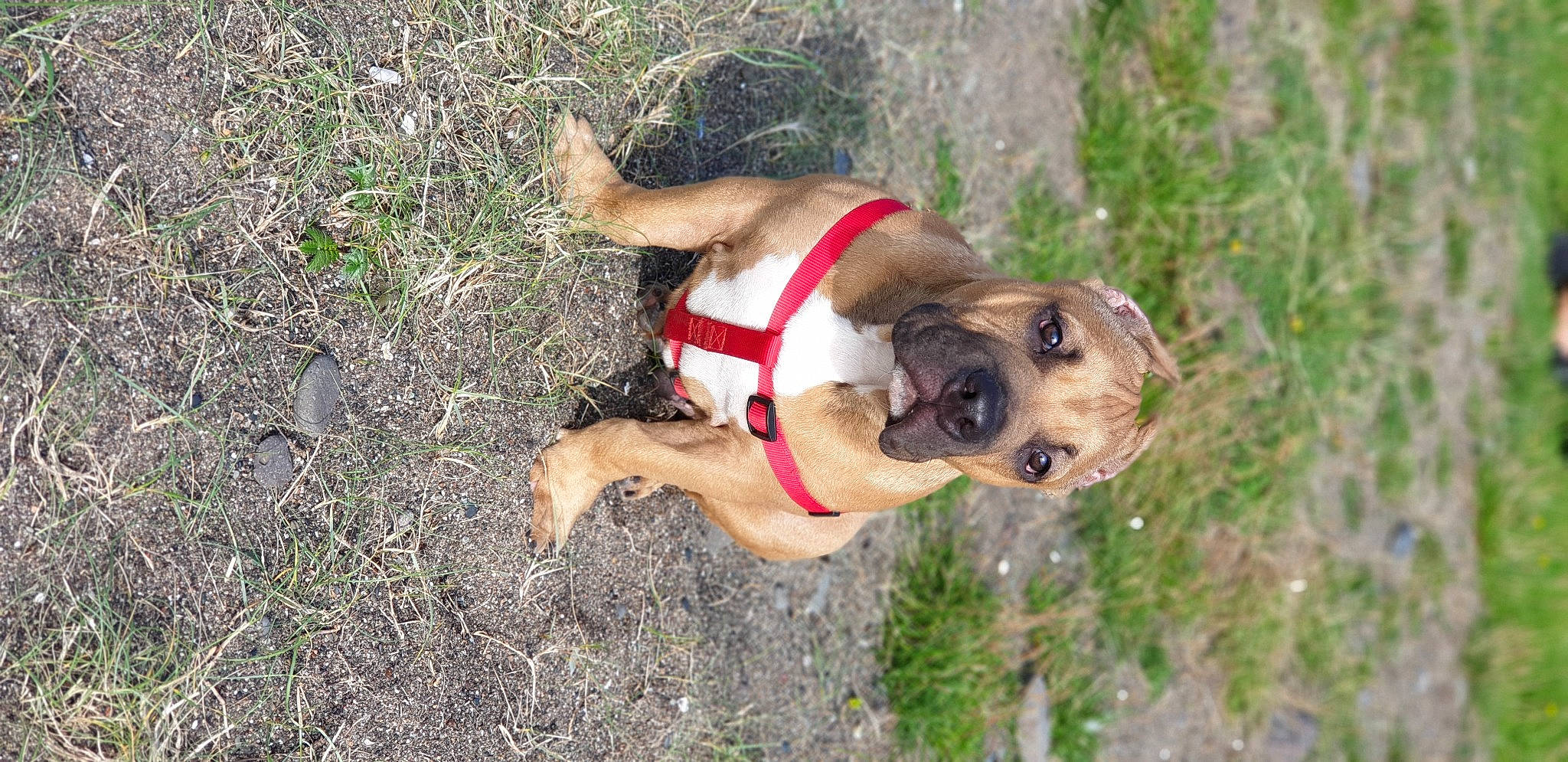 Goliath joined the competition — help win amazing prizes! black_mouth_cur, boerboel, canidae, carnivore, companion_dog, dog, dog_breed, fawn, mountain_cur, perro_de_presa_mallorquin, pug, puggle