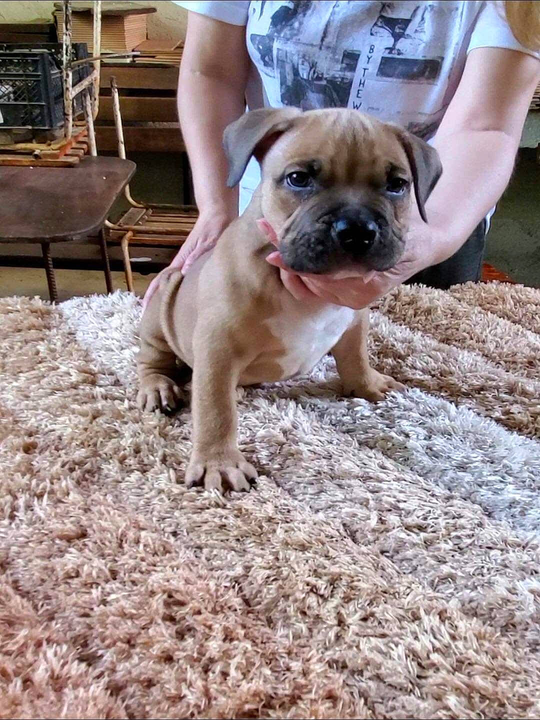 Goliath joined the competition — help win amazing prizes! boerboel, boxer, bulldog, bullmastiff, canidae, carnivore, companion_dog, dog, dog_breed, fawn, mammal, molosser, non_sporting_group, ori_pei, perro_de_presa_mallorquin, rare_breed_dog, snout, valley_bulldog, vertebrate