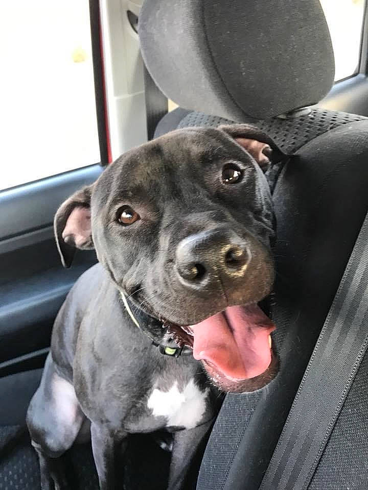 Bane is registered to the contest to win money with this photo: auto_part, canidae, car, carnivore, collar, companion_dog, dog, dog_breed, dog_collar, fawn, fur, guard_dog, hat, non_sporting_group, snout, sporting_group, vehicle, vehicle_door, whiskers, working_animal