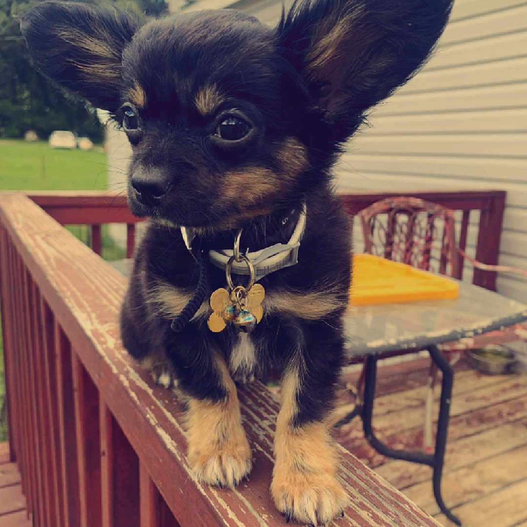Peanut is registered to the contest to win money with this photo: animal, black_dog, brown_dog, chair, collar, cute, deck, dog, ears, fur, grass, outdoor, pet, pet_tag, portrait, puppy, small_dog, table, wooden_railing, young