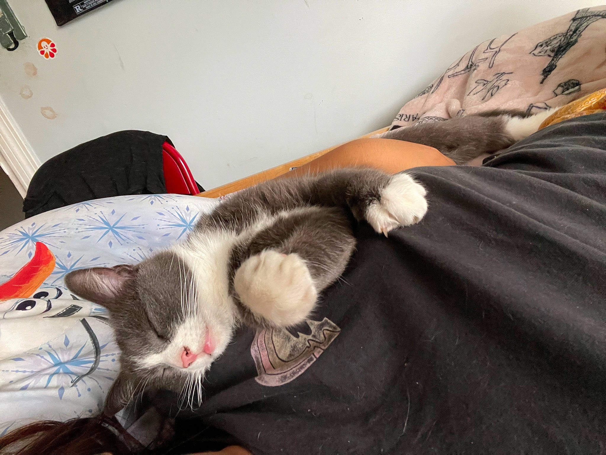 Forrest is registered to the contest to win money with this photo: canidae, carnivore, cat, claw, comfort, companion_dog, couch, dog_breed, domestic_short_haired_cat, fawn, felidae, fur, human_leg, lap, nap, paw, small_to_medium_sized_cats, snout, tail, whiskers