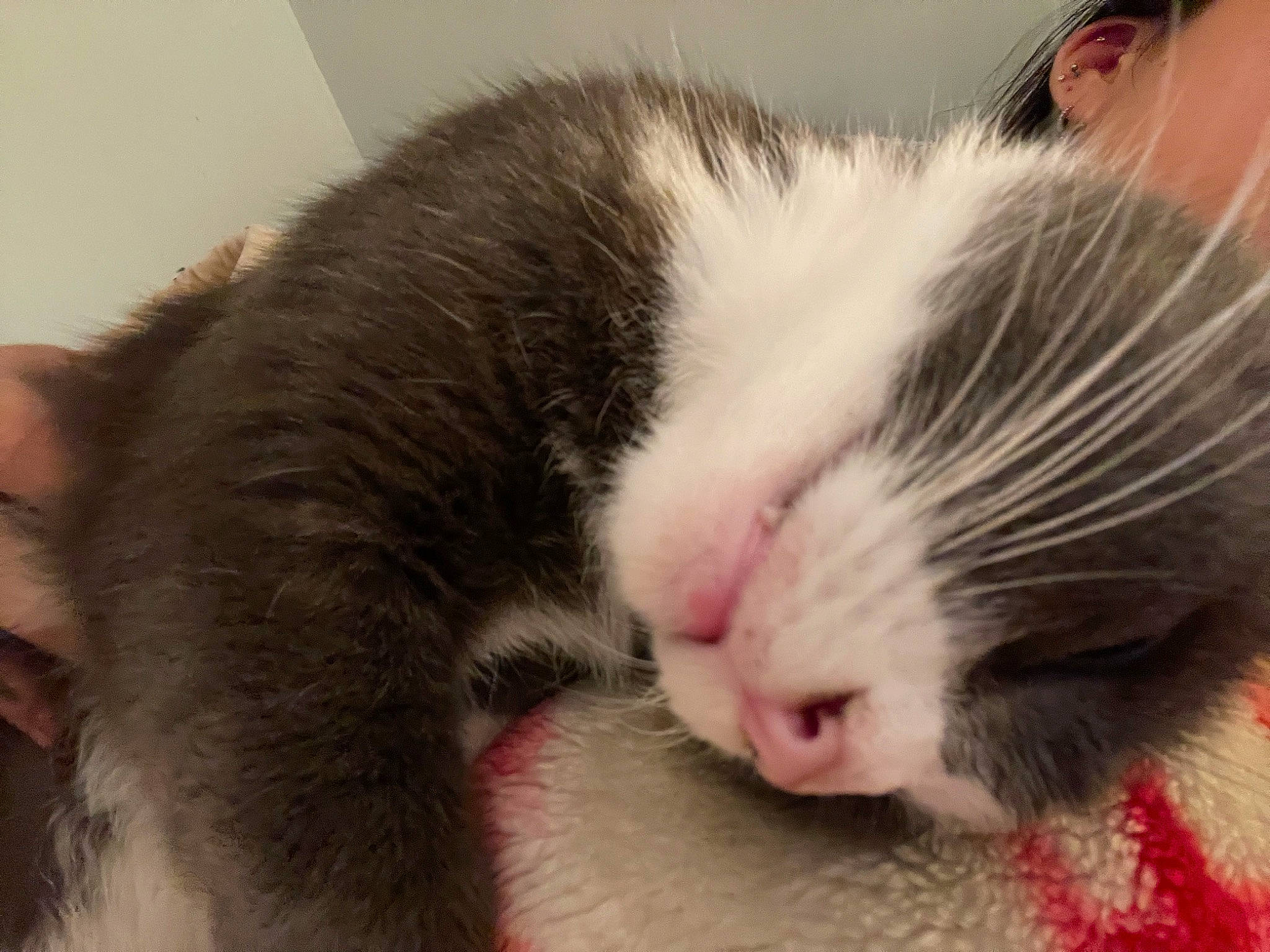 Forrest joined the competition — help win amazing prizes! carmine, carnivore, cat, claw, comfort, domestic_short_haired_cat, ear, felidae, fur, nap, paw, sleep, small_to_medium_sized_cats, snout, whiskers