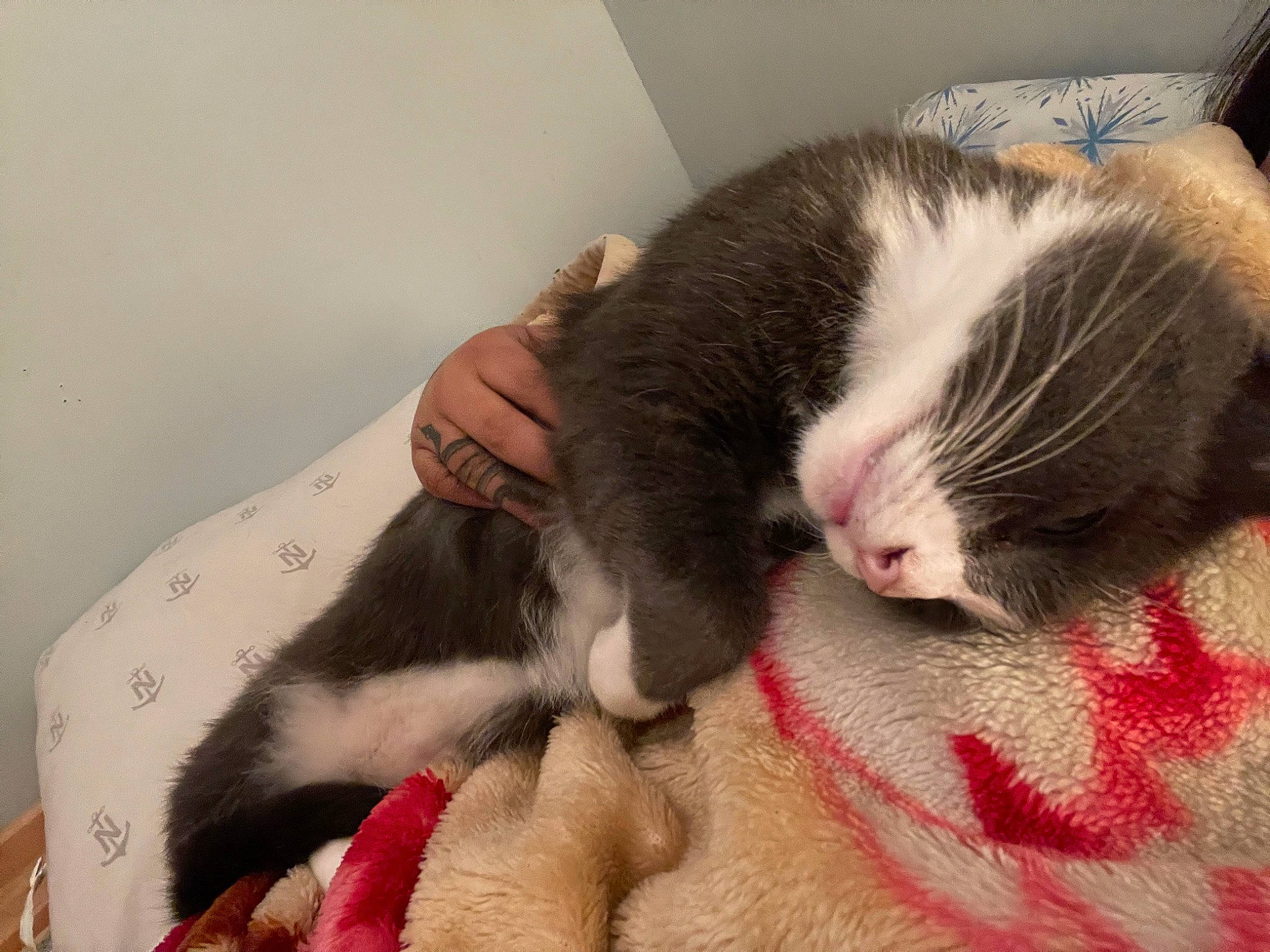 Forrest is registered to the contest to win money with this photo: canidae, carnivore, cat, claw, comfort, domestic_short_haired_cat, ear, eyelash, felidae, fur, lap, nap, paw, sleep, small_to_medium_sized_cats, snout, tail, whiskers