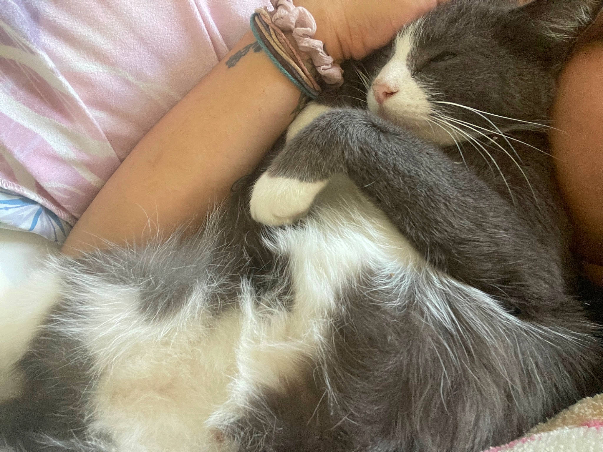 Forrest joined the competition — help win amazing prizes! carnivore, cat, claw, comfort, domestic_short_haired_cat, ear, felidae, foot, fur, gesture, human_leg, nail, nap, paw, small_to_medium_sized_cats, snout, tail, whiskers