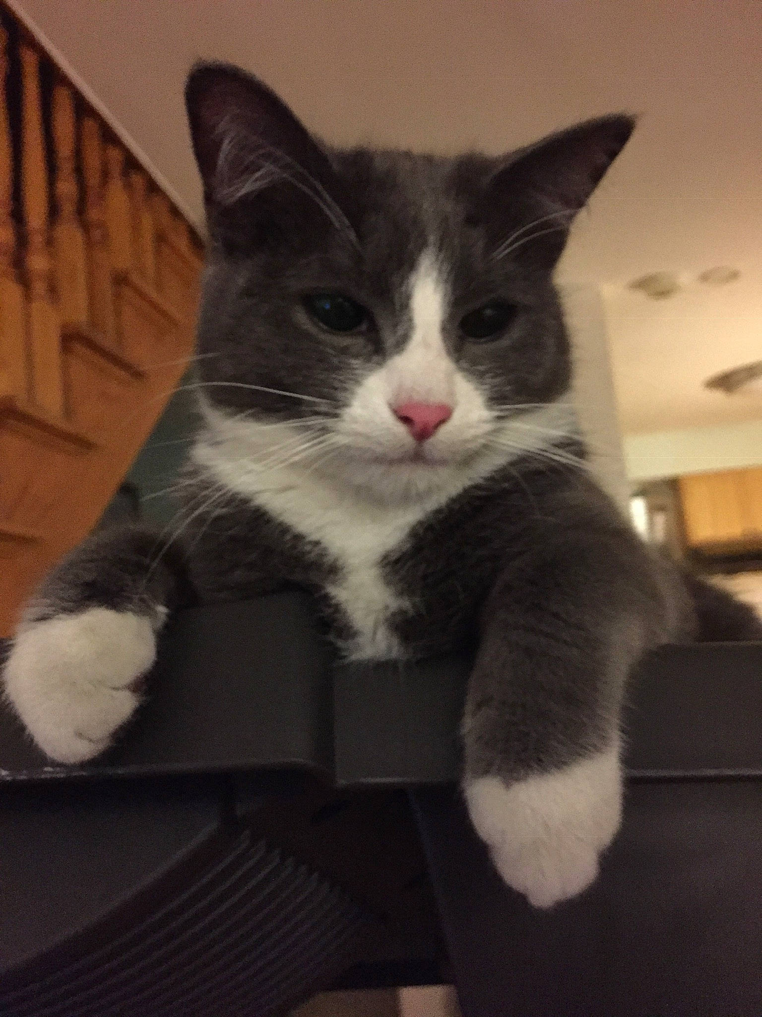 Forrest is registered to the contest to win money with this photo: carnivore, cat, claw, comfort, domestic_short_haired_cat, eye, felidae, fur, head, human_leg, iris, leg, monochrome_photography, paw, sitting, small_to_medium_sized_cats, snout, tail, whiskers, window