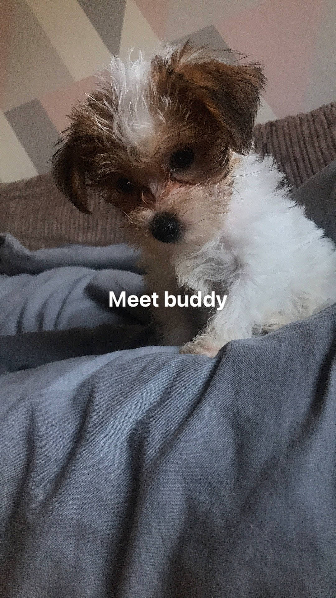 Bubby joined the competition — help win amazing prizes! canidae, carnivore, comfort, companion_dog, dog, dog_breed, dog_supply, fur, liver, pet_supply, puppy_love, shih_poo, small_terrier, snout, sporting_group, terrier, toy, toy_dog, working_animal, yorkipoo