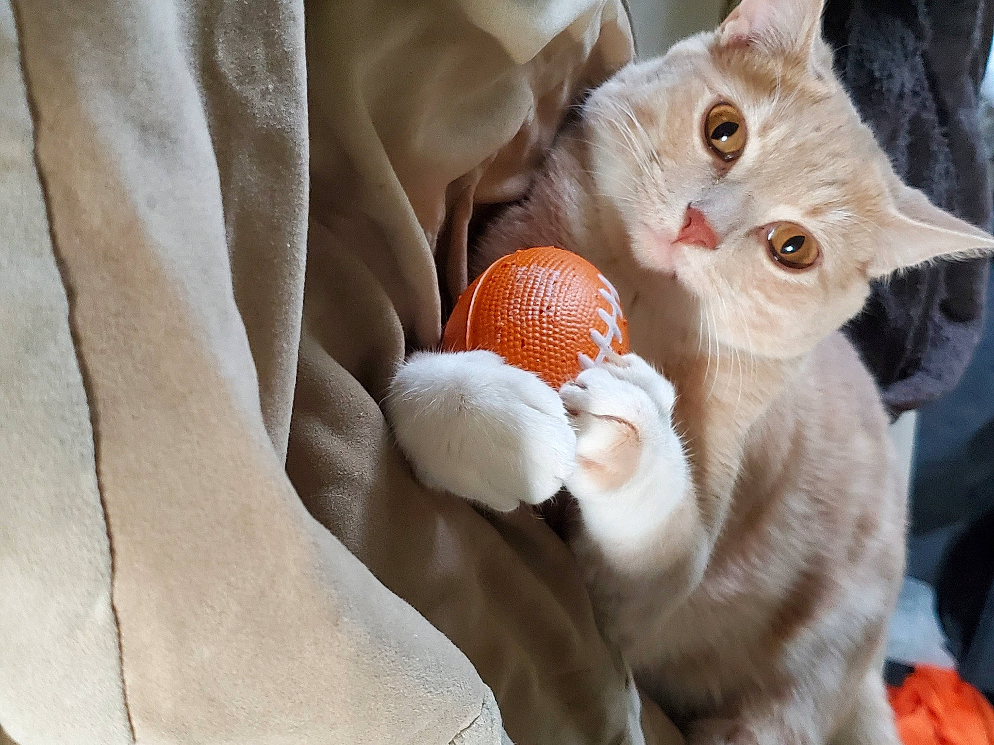 Dino joined the competition — help win amazing prizes! ball, carnivore, cat, close_up, comfort, domestic_short_haired_cat, ear, eye, fawn, felidae, fruit, hat, head, nail, peach, plant, small_to_medium_sized_cats, snout, tree, whiskers