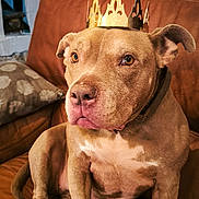 Dana participe au concours pour gagner de l'argent avec cette photo : animal, brown_couch, brown_dog, calm, canine, collar, crown, dog, domestic_animal, face, household, indoor, leather_furniture, living_room, looking_away, noble, paw, pet, portrait, seated