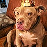 animal, brown_couch, brown_dog, calm, canine, collar, crown, dog, domestic_animal, face, household, indoor, leather_furniture, living_room, looking_away, noble, paw, pet, portrait, seated